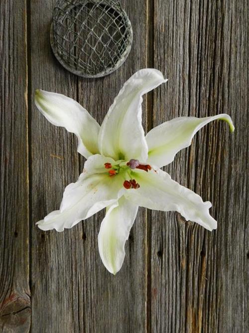 Crystal White 3/5 Bloom White Oriental Lily